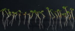 Un modelo matemático predice la respuesta de las plantas ante el cambio climático.